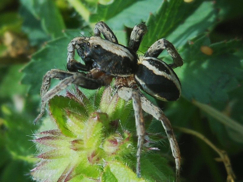 Alopecosa albofasciata